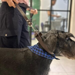 Correa de Cuero La Corte