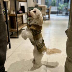 Capa Leñadora Teddy